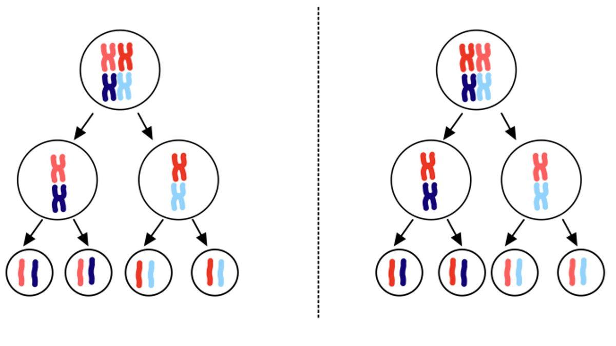 Her Birimizin Farklı Görünmesinin, Düşünmesinin, Hissetmesinin Anahtarı Olan ‘Mayoz Bölünme’ Nedir?