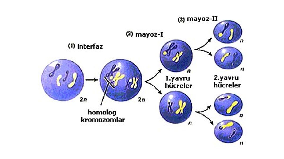 Her Birimizin Farklı Görünmesinin, Düşünmesinin, Hissetmesinin Anahtarı Olan ‘Mayoz Bölünme’ Nedir?