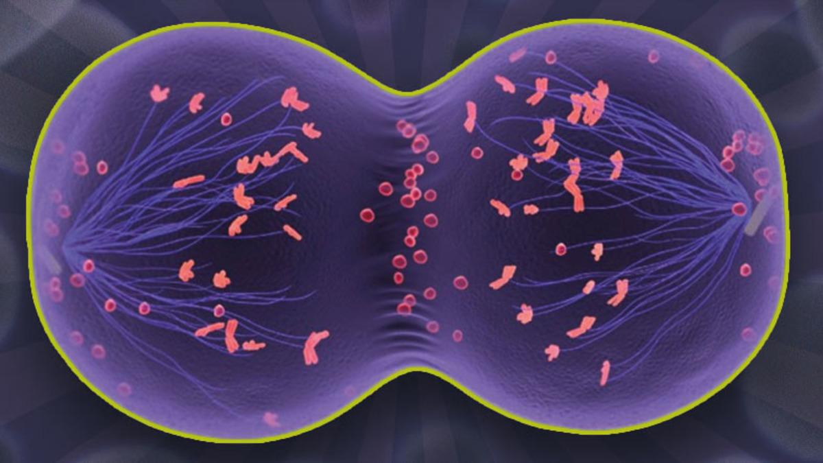 Her Birimizin Farklı Görünmesinin, Düşünmesinin, Hissetmesinin Anahtarı Olan ‘Mayoz Bölünme’ Nedir?