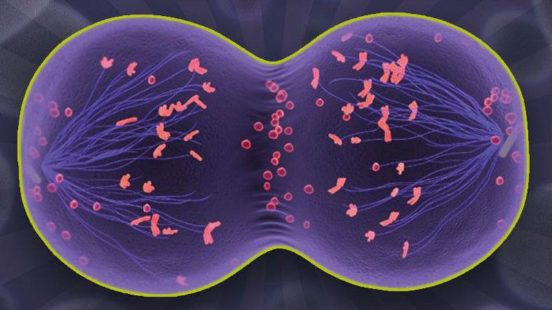 Her Birimizin Farklı Görünmesinin, Düşünmesinin, Hissetmesinin Anahtarı Olan ‘Mayoz Bölünme’ Nedir?