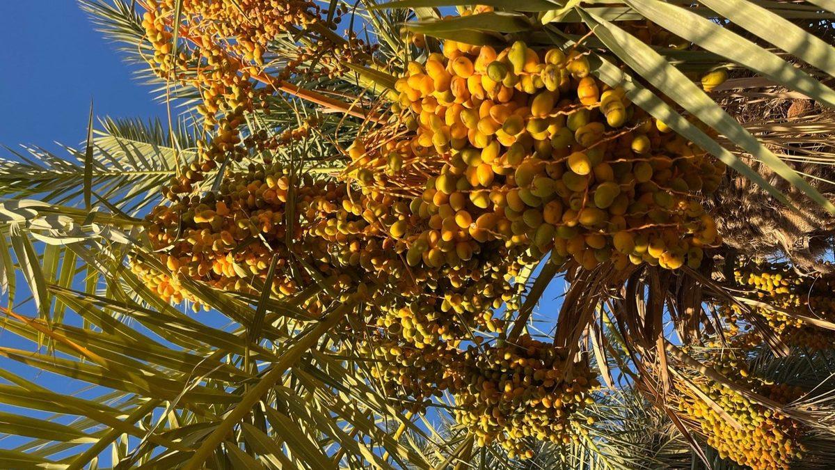 Kültür yaa, Farklı Kültürler: Mısır’ın Siwa Şehrinde Doğan Bir Berberi Olsaydınız Hayatınız Nasıl Olurdu?