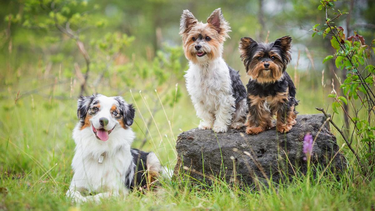 Onlarca Farklı Cinsi ile Yüzlerce Yıldır Bizimle Olan Terrier Köpeklerin 8 İlginç Özelliği