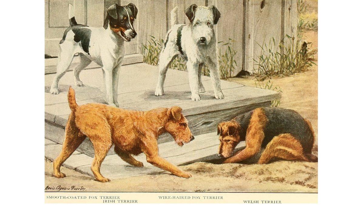 Onlarca Farklı Cinsi ile Yüzlerce Yıldır Bizimle Olan Terrier Köpeklerin 8 İlginç Özelliği