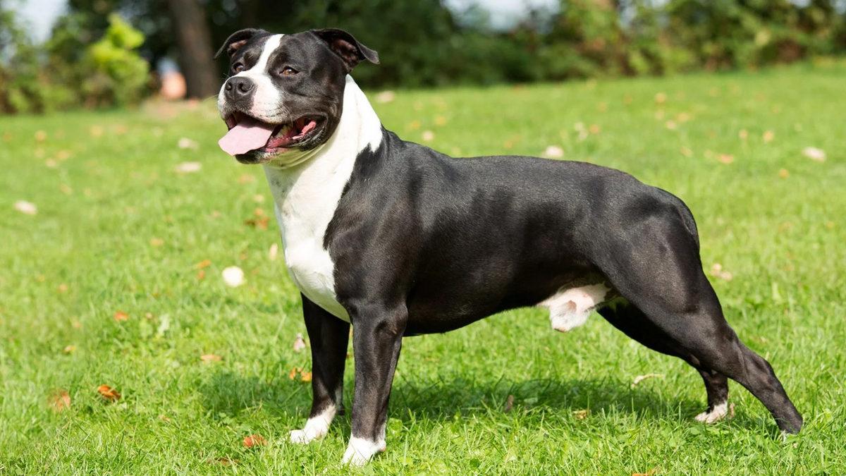 Onlarca Farklı Cinsi ile Yüzlerce Yıldır Bizimle Olan Terrier Köpeklerin 8 İlginç Özelliği