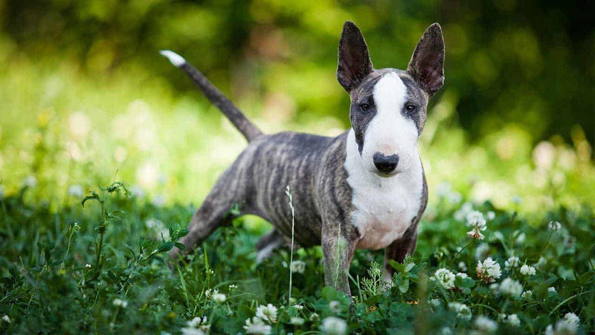 Onlarca Farklı Cinsi ile Yüzlerce Yıldır Bizimle Olan Terrier Köpeklerin 8 İlginç Özelliği