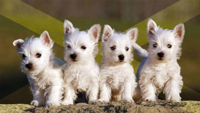 Onlarca Farklı Cinsi ile Yüzlerce Yıldır Bizimle Olan Terrier Köpeklerin 8 İlginç Özelliği