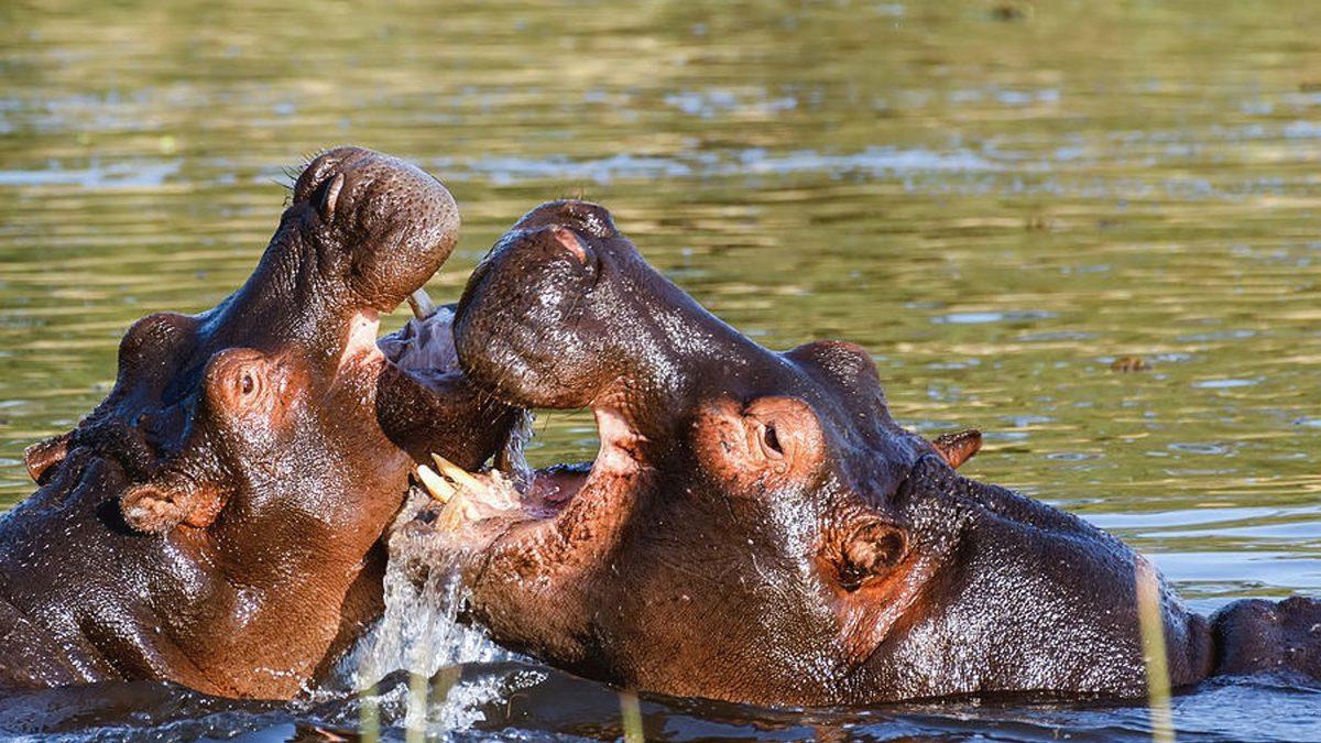 Nasıl Oluyor da Kendi Güneş Kremlerini Üretiyorlar? Su Aygırları Hakkında 8 İlginç Bilgiyi Derledik