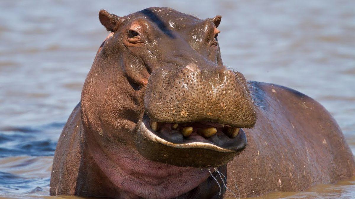 Nasıl Oluyor da Kendi Güneş Kremlerini Üretiyorlar? Su Aygırları Hakkında 8 İlginç Bilgiyi Derledik