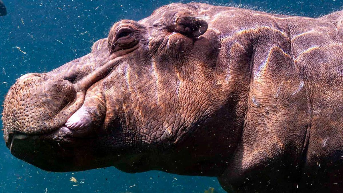 Nasıl Oluyor da Kendi Güneş Kremlerini Üretiyorlar? Su Aygırları Hakkında 8 İlginç Bilgiyi Derledik