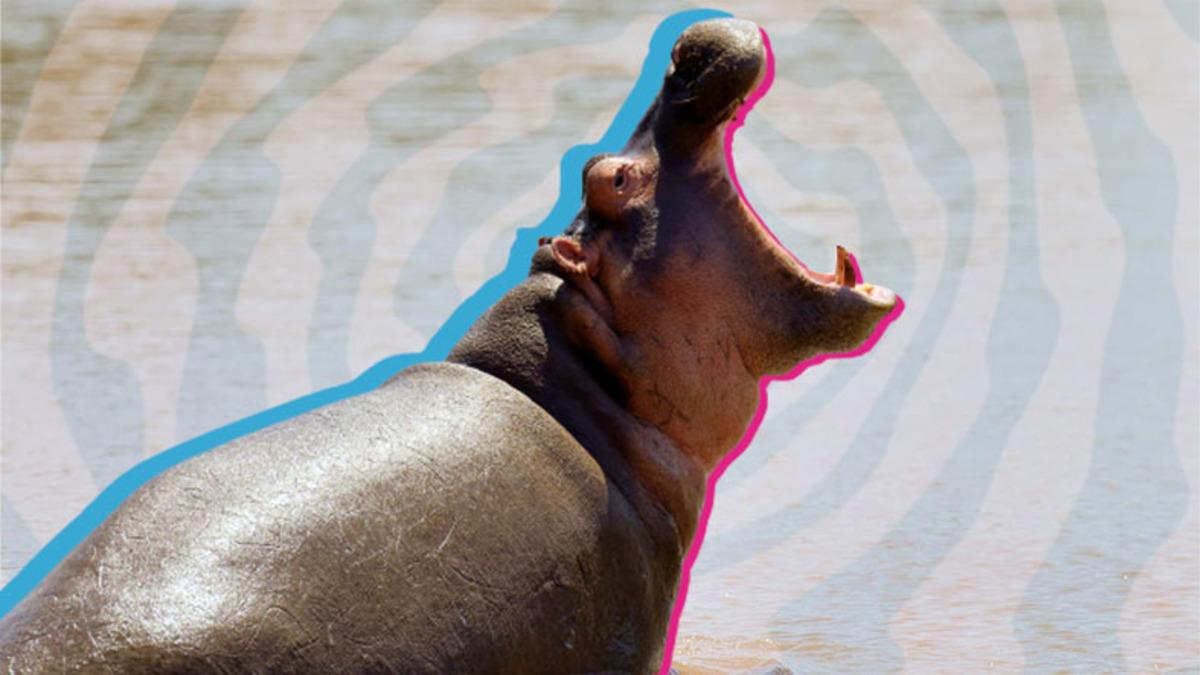 Nasıl Oluyor da Kendi Güneş Kremlerini Üretiyorlar? Su Aygırları Hakkında 8 İlginç Bilgiyi Derledik