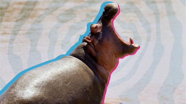 Nasıl Oluyor da Kendi Güneş Kremlerini Üretiyorlar? Su Aygırları Hakkında 8 İlginç Bilgiyi Derledik