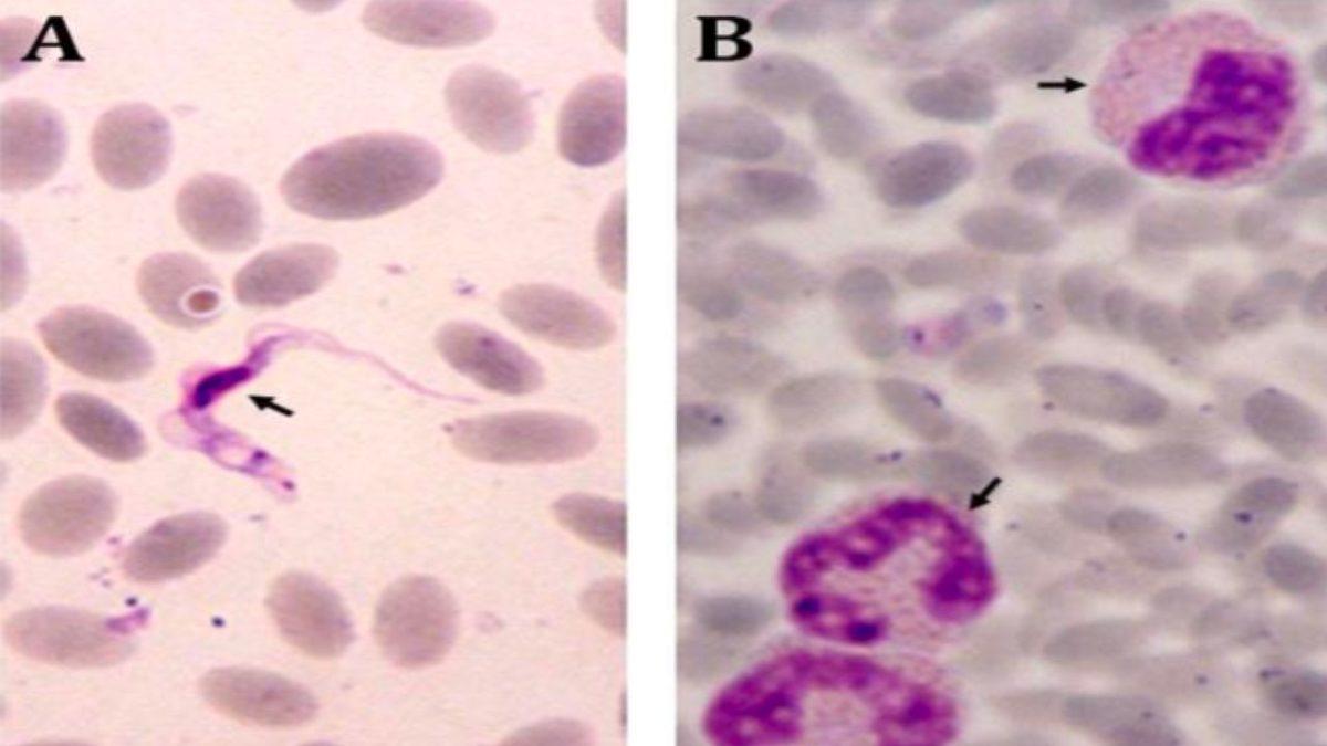 Develere Zehirli Yılan Yutturulmasının Ardında Nasıl Bir Sebep Var?