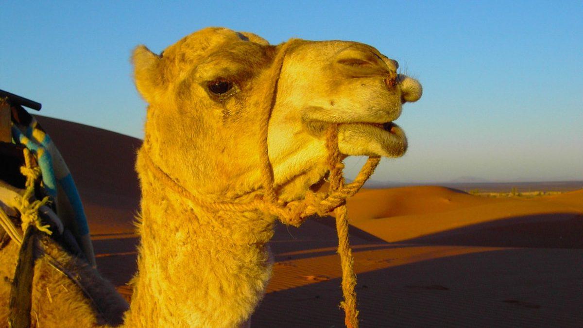 Develere Zehirli Yılan Yutturulmasının Ardında Nasıl Bir Sebep Var?