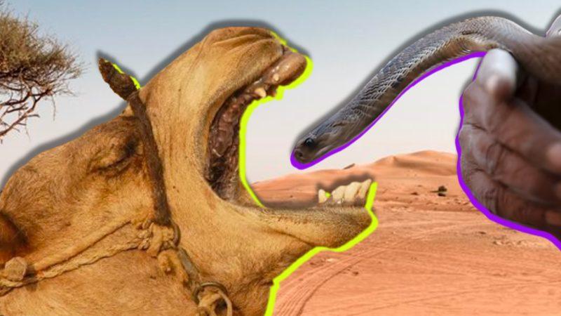 Develere Zehirli Yılan Yutturulmasının Ardında Nasıl Bir Sebep Var?