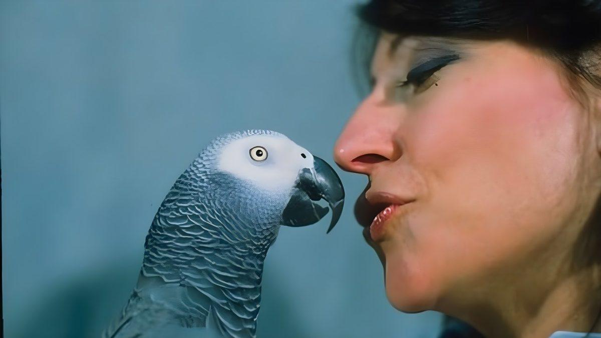 IQ Seviyesi Neredeyse Türkiye Ortalaması ile Aynı Olan Dâhi Papağanın Şaşırtıcı Hikâyesi