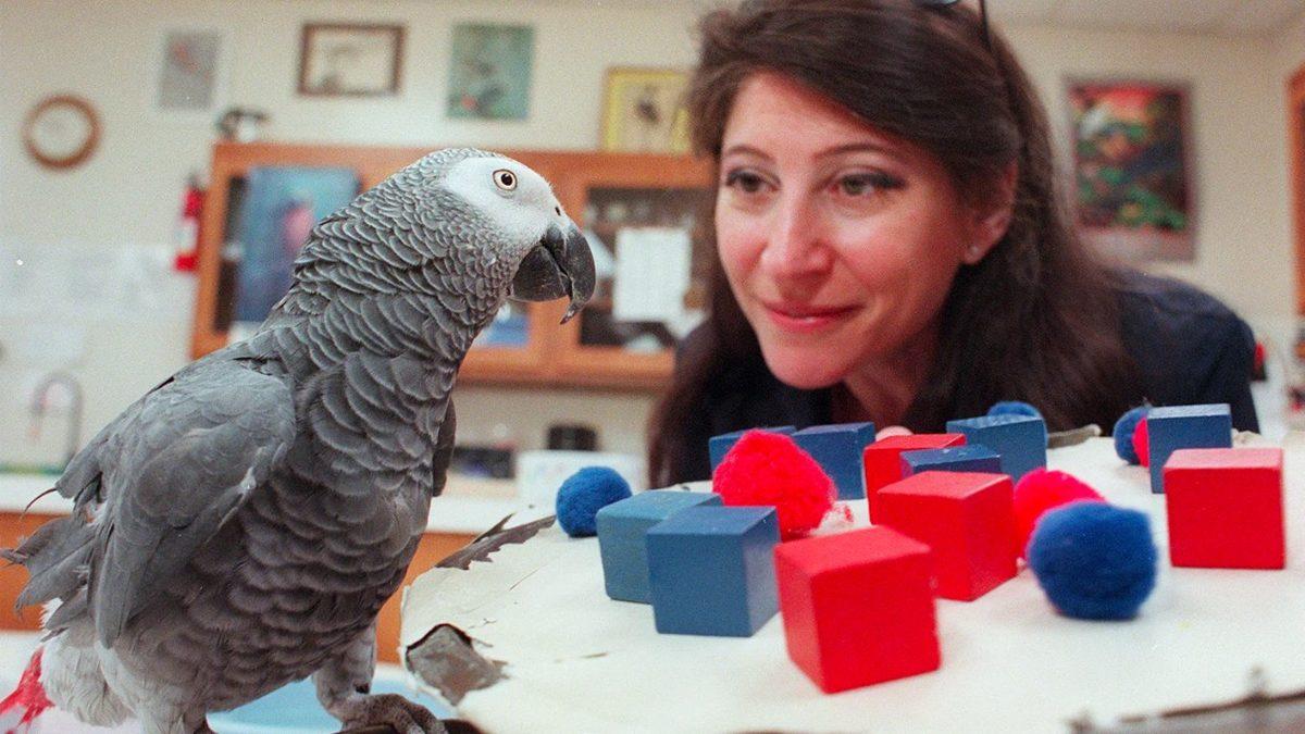 IQ Seviyesi Neredeyse Türkiye Ortalaması ile Aynı Olan Dâhi Papağanın Şaşırtıcı Hikâyesi
