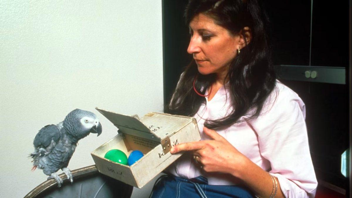 IQ Seviyesi Neredeyse Türkiye Ortalaması ile Aynı Olan Dâhi Papağanın Şaşırtıcı Hikâyesi