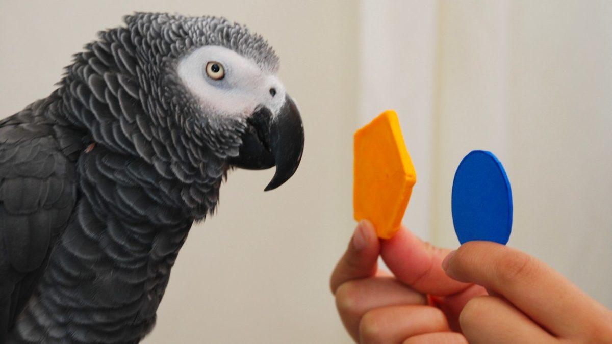 IQ Seviyesi Neredeyse Türkiye Ortalaması ile Aynı Olan Dâhi Papağanın Şaşırtıcı Hikâyesi
