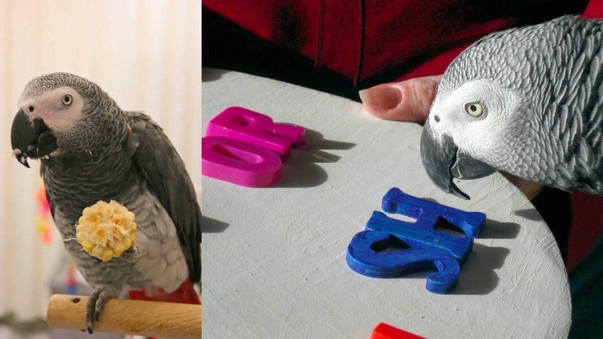 IQ Seviyesi Neredeyse Türkiye Ortalaması ile Aynı Olan Dâhi Papağanın Şaşırtıcı Hikâyesi