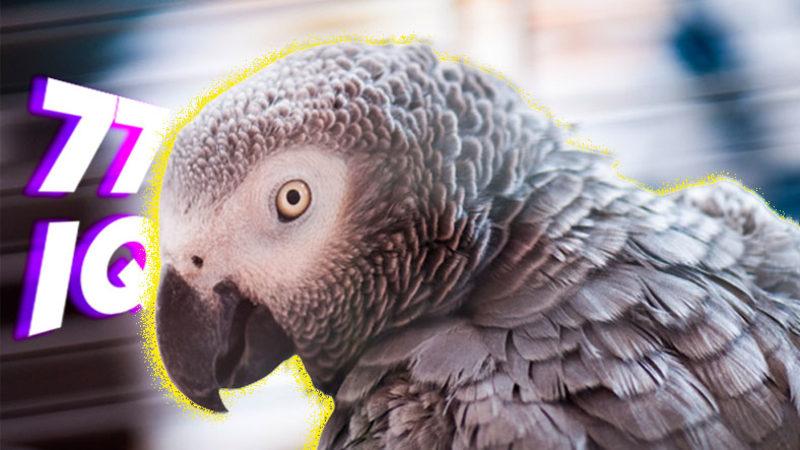 IQ Seviyesi Neredeyse Türkiye Ortalaması ile Aynı Olan Dâhi Papağanın Şaşırtıcı Hikâyesi