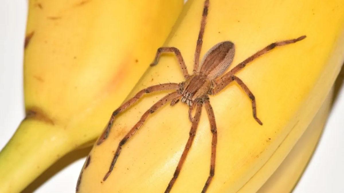 Viagra Tarihe Karışabilir: Kalıcı Ereksiyona Neden Olan Örümcek Zehrinin 