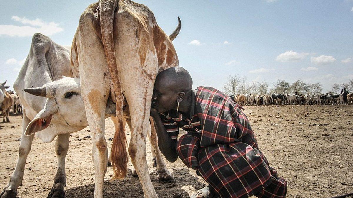 Türkler ve Moğollar, Avrupalıların Aksine İnek Sütünü Sindirmekte Neden Çok Zorluk Çekiyor?