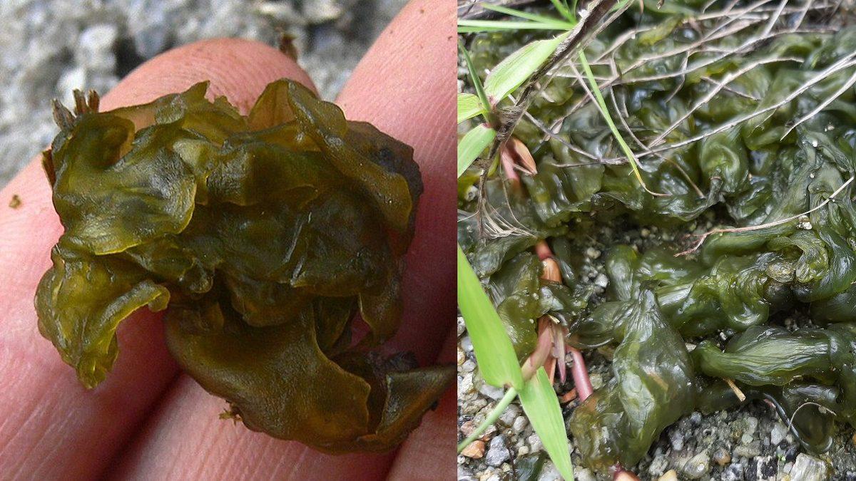 Gökten Aniden Yüzlerce Et Parçasının Yağdığı Gizemli Olay: Kentucky Et Yağmuru