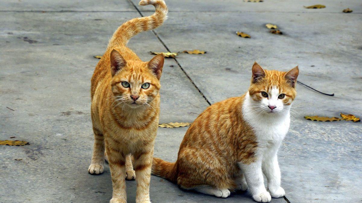 Sosyal Medyada İyice Adı Çıkan Sarmanlar, Diğer Kedilere Göre Gerçekten Daha mı Hiperaktif?