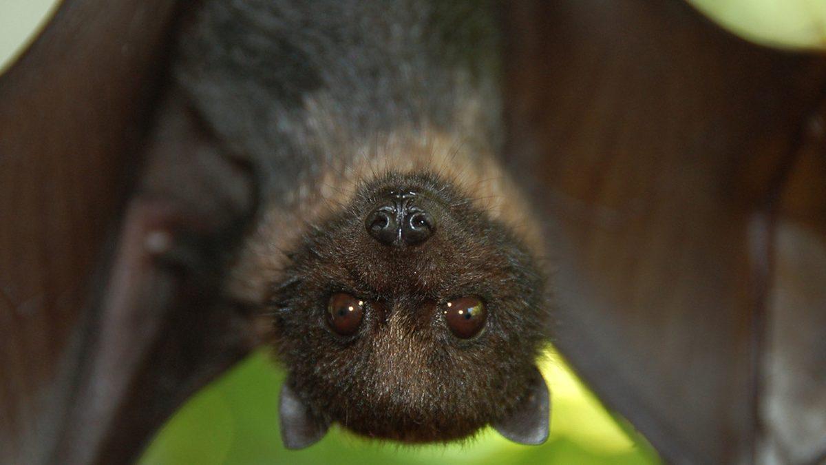 Yarasaların Baş Aşağı Durmasının “Vay be!” Diyeceğiniz Çok Önemli Sebepleri