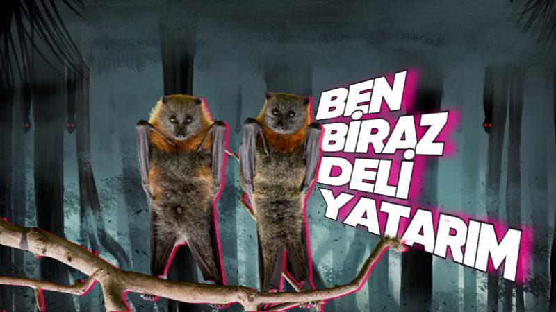 Yarasaların Baş Aşağı Durmasının “Vay be!” Diyeceğiniz Çok Önemli Sebepleri