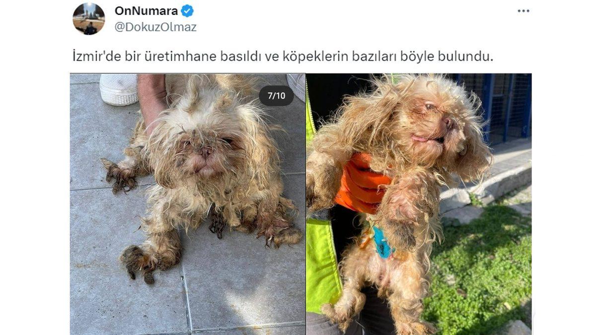 Siz Fark Etmeseniz de Hayatları Boyunca Acı Çeken Kedi ve Köpek Cinsleri (Cins Alma, Sokaktan Sahiplen!)