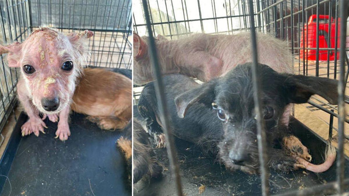 Siz Fark Etmeseniz de Hayatları Boyunca Acı Çeken Kedi ve Köpek Cinsleri (Cins Alma, Sokaktan Sahiplen!)