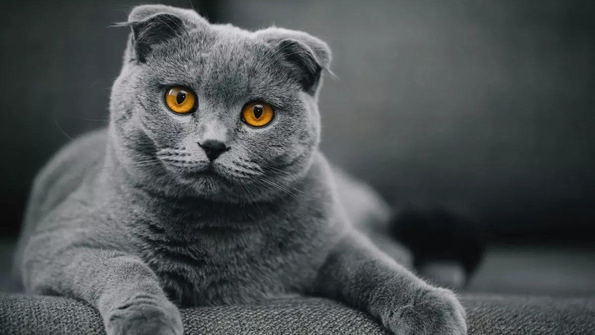 Siz Fark Etmeseniz de Hayatları Boyunca Acı Çeken Kedi ve Köpek Cinsleri (Cins Alma, Sokaktan Sahiplen!)