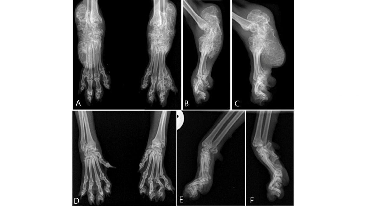 Siz Fark Etmeseniz de Hayatları Boyunca Acı Çeken Kedi ve Köpek Cinsleri (Cins Alma, Sokaktan Sahiplen!)