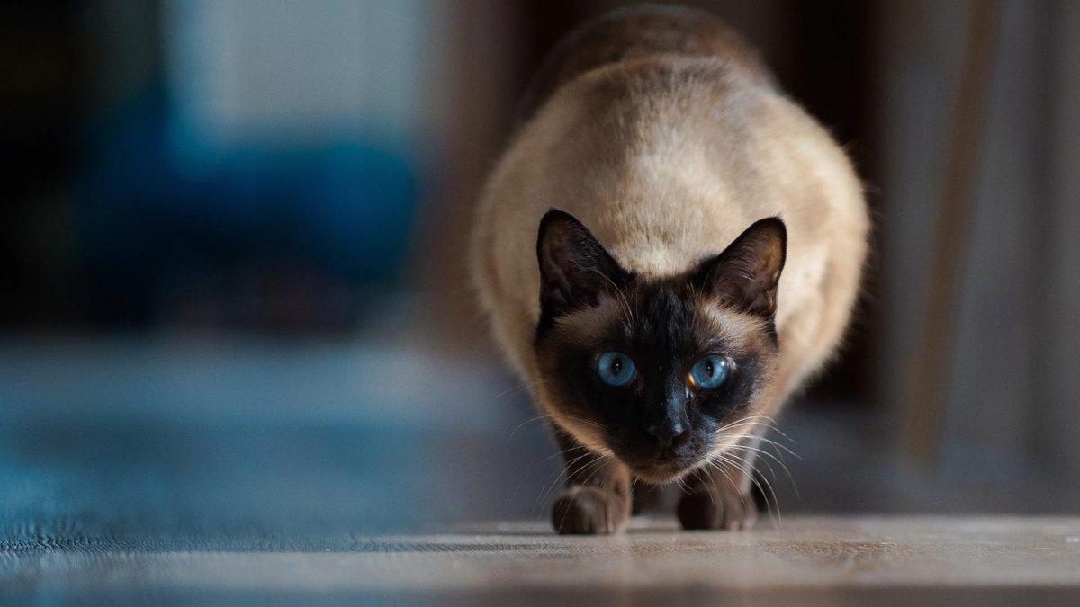 Siz Fark Etmeseniz de Hayatları Boyunca Acı Çeken Kedi ve Köpek Cinsleri (Cins Alma, Sokaktan Sahiplen!)
