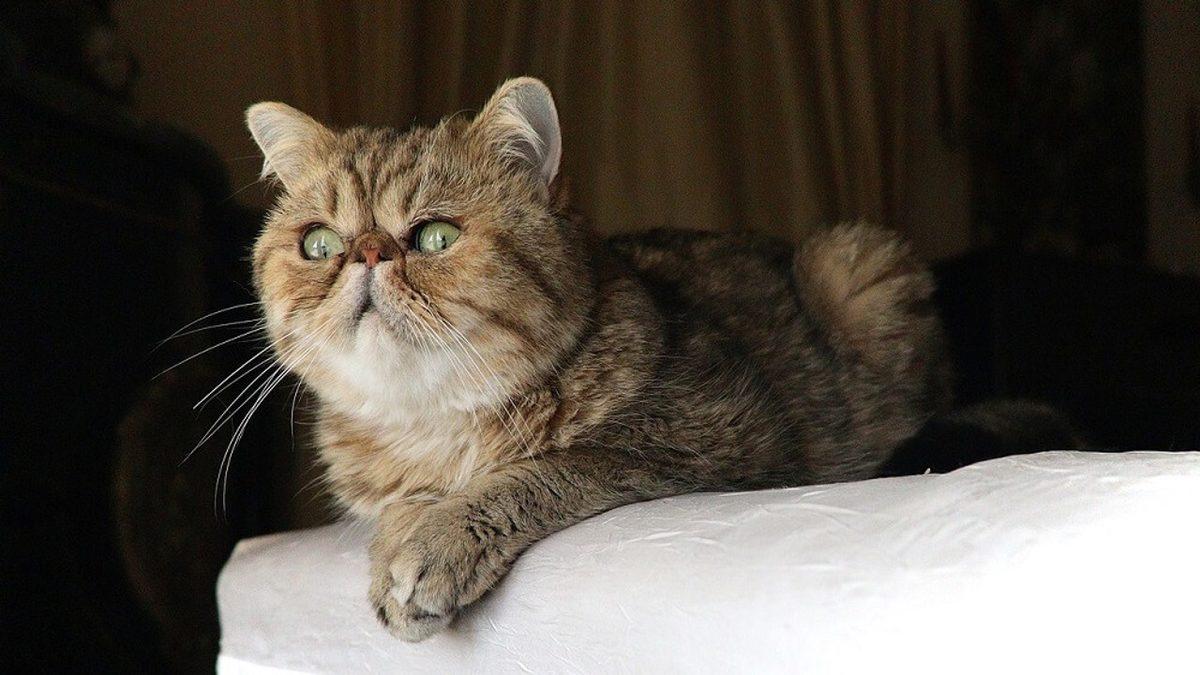 Siz Fark Etmeseniz de Hayatları Boyunca Acı Çeken Kedi ve Köpek Cinsleri (Cins Alma, Sokaktan Sahiplen!)