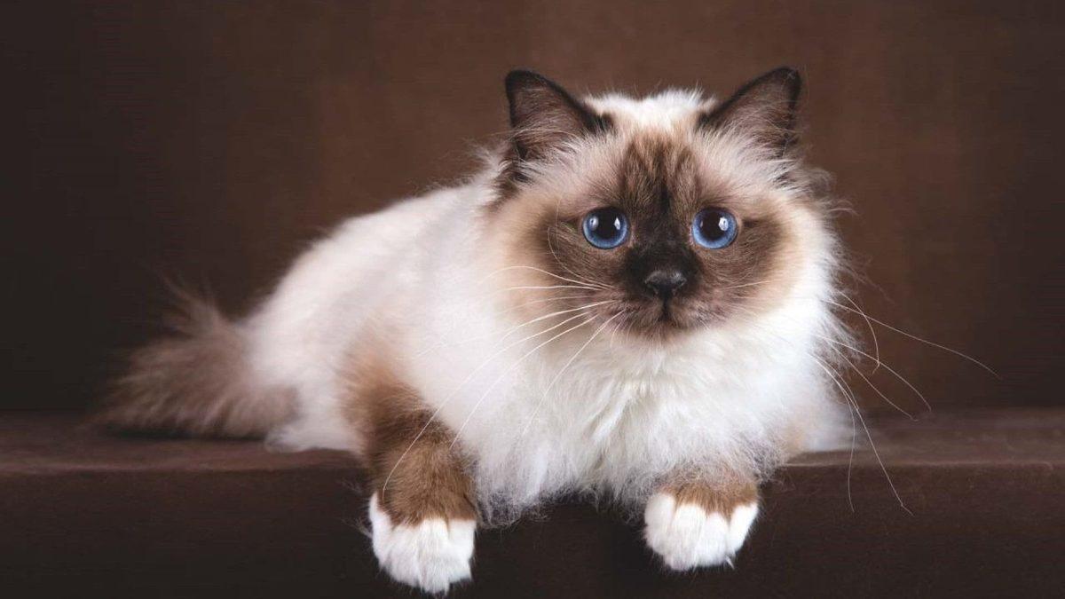 Siz Fark Etmeseniz de Hayatları Boyunca Acı Çeken Kedi ve Köpek Cinsleri (Cins Alma, Sokaktan Sahiplen!)