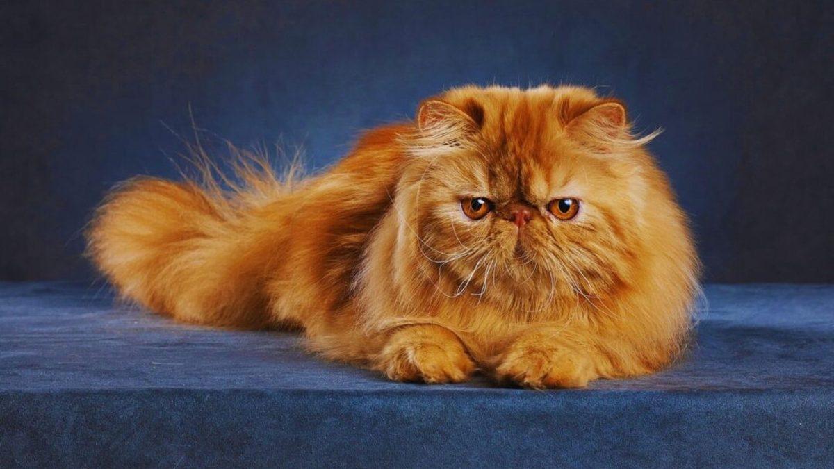 Siz Fark Etmeseniz de Hayatları Boyunca Acı Çeken Kedi ve Köpek Cinsleri (Cins Alma, Sokaktan Sahiplen!)