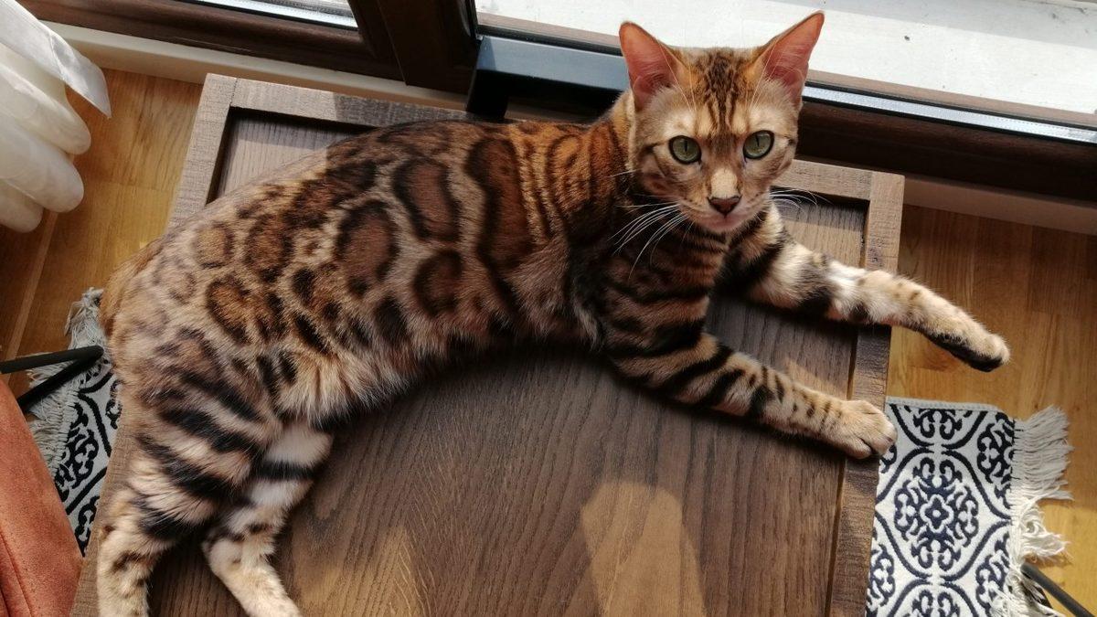 Siz Fark Etmeseniz de Hayatları Boyunca Acı Çeken Kedi ve Köpek Cinsleri (Cins Alma, Sokaktan Sahiplen!)