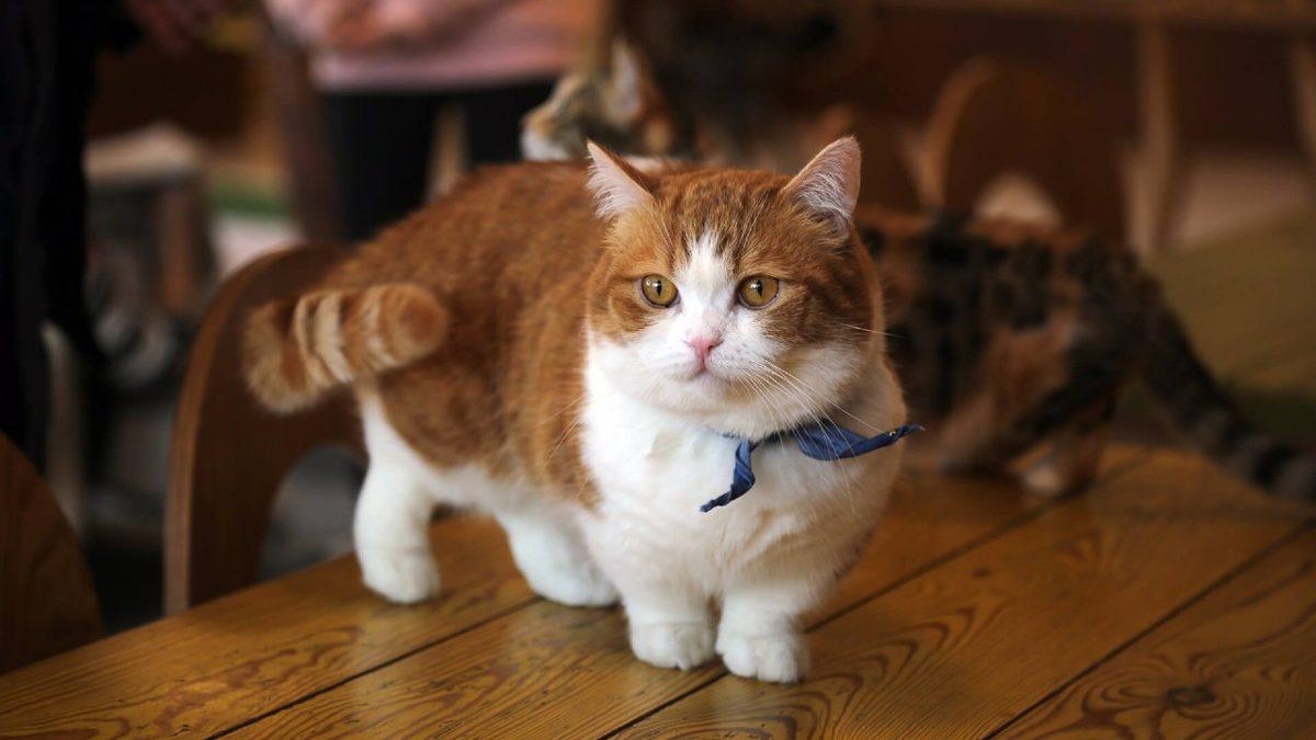Siz Fark Etmeseniz de Hayatları Boyunca Acı Çeken Kedi ve Köpek Cinsleri (Cins Alma, Sokaktan Sahiplen!)