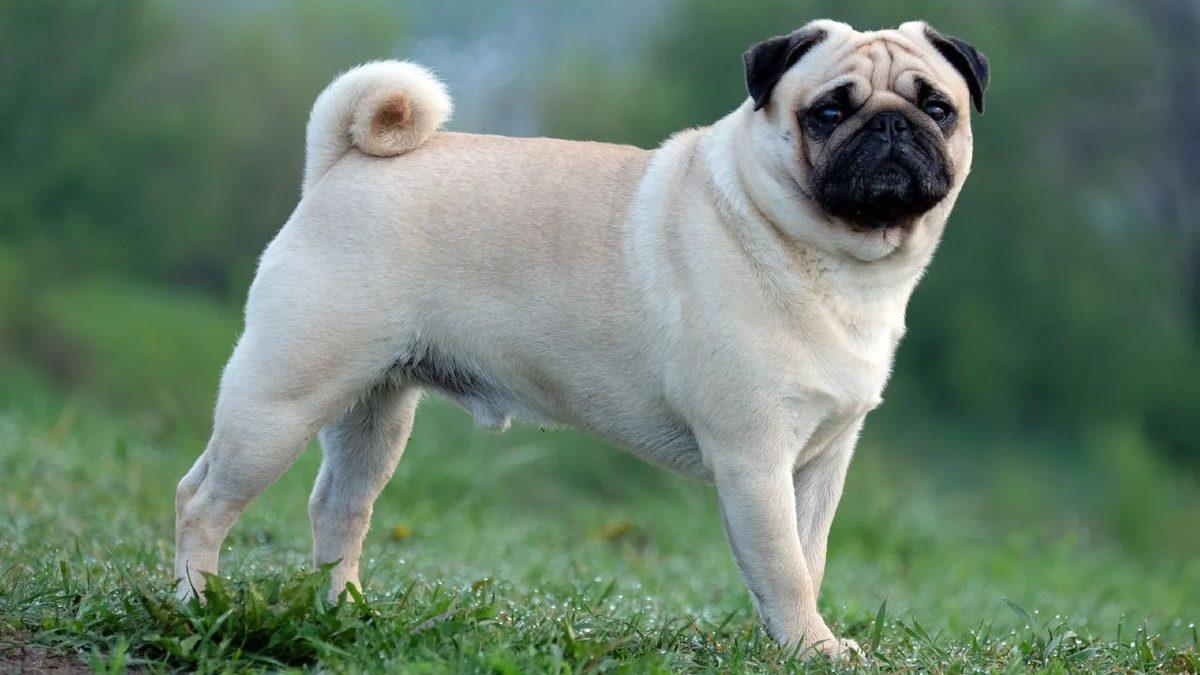 Siz Fark Etmeseniz de Hayatları Boyunca Acı Çeken Kedi ve Köpek Cinsleri (Cins Alma, Sokaktan Sahiplen!)