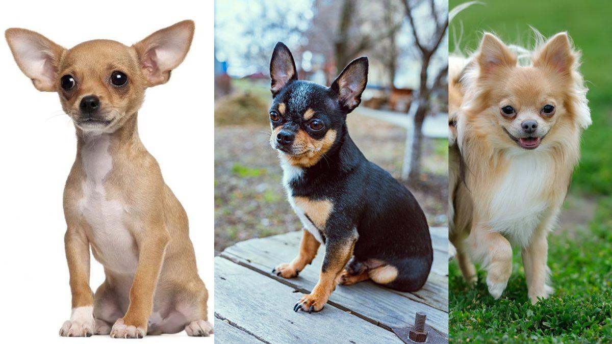 Siz Fark Etmeseniz de Hayatları Boyunca Acı Çeken Kedi ve Köpek Cinsleri (Cins Alma, Sokaktan Sahiplen!)