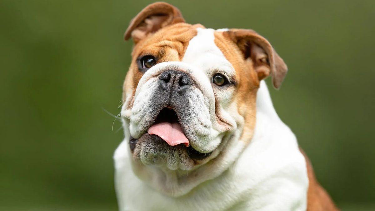 Siz Fark Etmeseniz de Hayatları Boyunca Acı Çeken Kedi ve Köpek Cinsleri (Cins Alma, Sokaktan Sahiplen!)