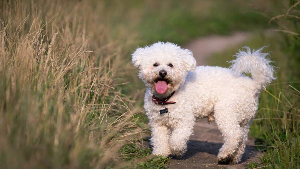 Siz Fark Etmeseniz de Hayatları Boyunca Acı Çeken Kedi ve Köpek Cinsleri (Cins Alma, Sokaktan Sahiplen!)