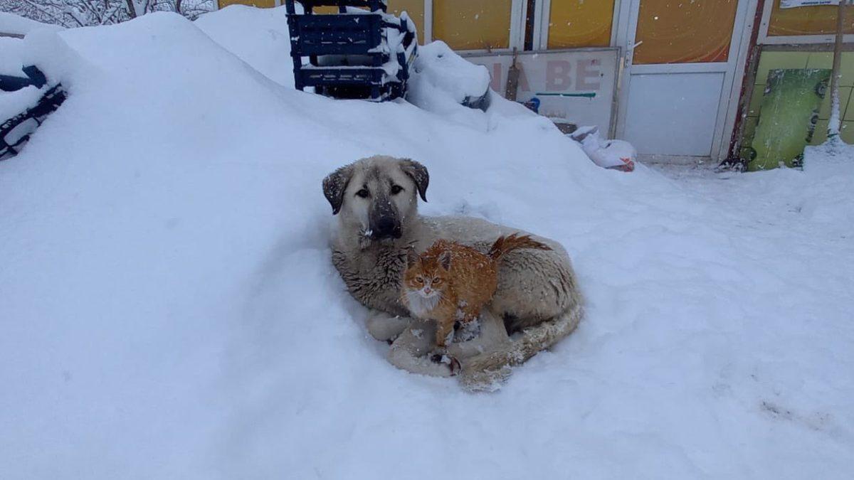 Siz Fark Etmeseniz de Hayatları Boyunca Acı Çeken Kedi ve Köpek Cinsleri (Cins Alma, Sokaktan Sahiplen!)