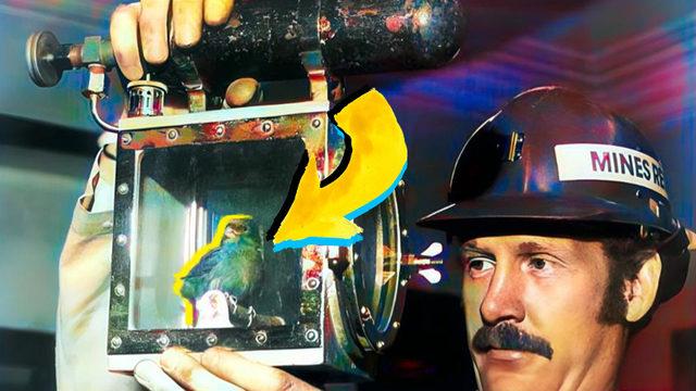 Eskiden Madencilerin Kullandığı "Kanarya Canlandırıcı" Denilen Bu Garip Cihaz Ne İşe Yarıyordu?