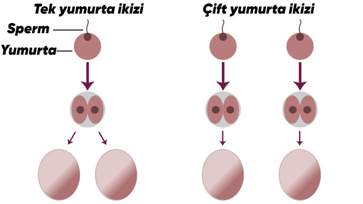 Farklı Babalardan İkiz Kardeş Olabilmek Mümkün mü? Esra Erol’un Programında Ortaya Çıkan Vakanın Bilimsel Açıklaması
