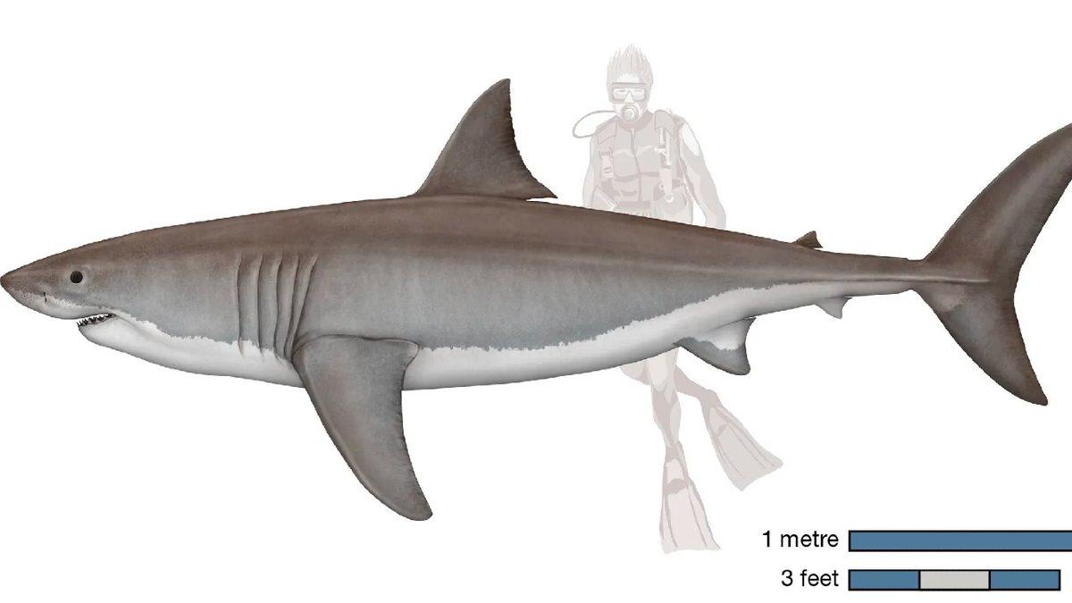 Dünyadaki Hiçbir Akvaryumda Neden Büyük Beyaz Köpek Balığı Bulunmaz? Cevap, Düşündüğünüz Gibi Değil!