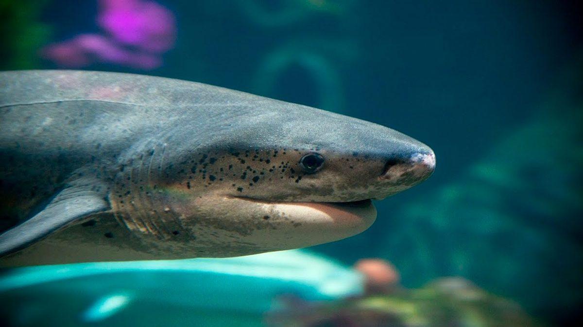 Dünyadaki Hiçbir Akvaryumda Neden Büyük Beyaz Köpek Balığı Bulunmaz? Cevap, Düşündüğünüz Gibi Değil!