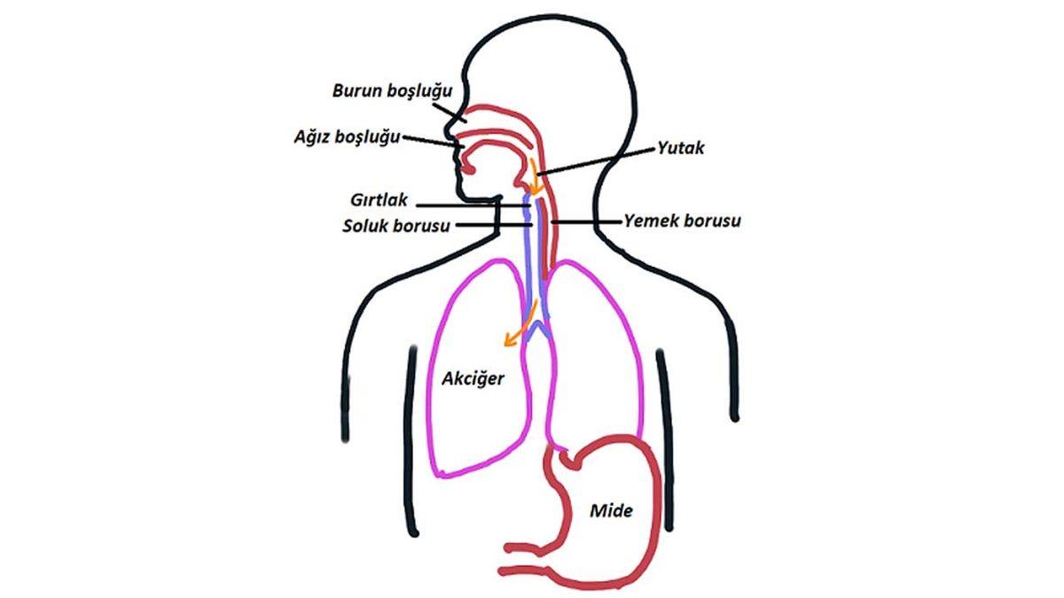 Yanlışlıkla Akciğerlerimize Kaçan Yiyecekler Hep Orada mı Kalır Yoksa Zamanla Kaybolur mu?